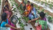India News | Strawberry Farming Paving Way to Economic Empowerment for Women in Kandhamal