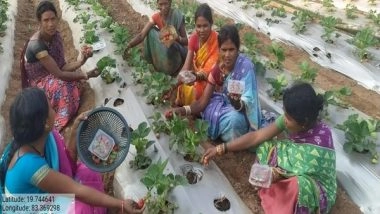 India News | Strawberry Farming Paving Way to Economic Empowerment for Women in Kandhamal