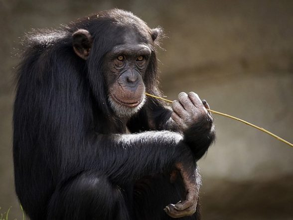 Science News | Did Early Humans and Monkeys Use Same Stone Tools? Find out - Vimarsana News