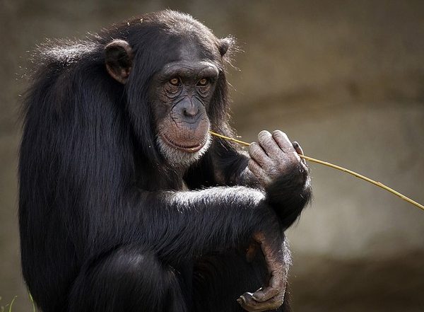 Science News | Did Early Humans and Monkeys Use Same Stone Tools? Find out