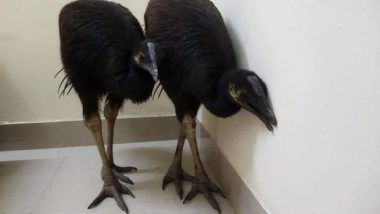 India News | West Bengal: BSF Rescues Exotic Birds from Smugglers Trying to Cross over from Bangladesh