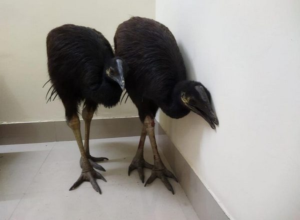 India News | West Bengal: BSF Rescues Exotic Birds from Smugglers Trying to Cross over from Bangladesh