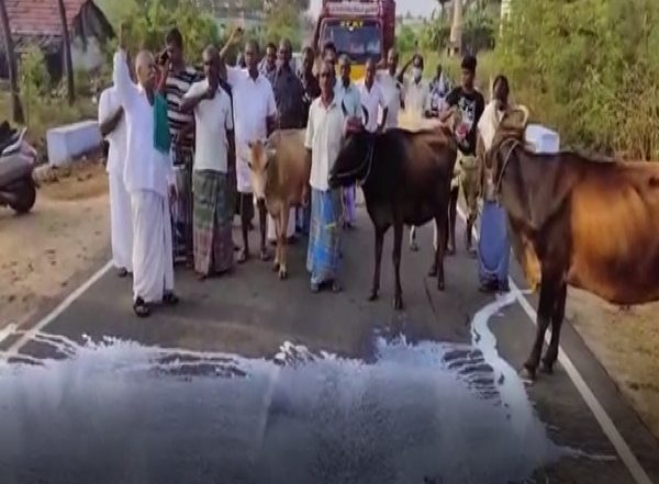 Tamil Nadu: Dairy Farmers in Erode Throw Milk on Road Demanding Increase in Procurement Prices (Watch Video)