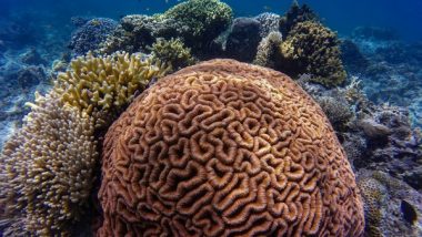 Science News | New Study Suggests There's Oxygen Loss on Coral Reefs