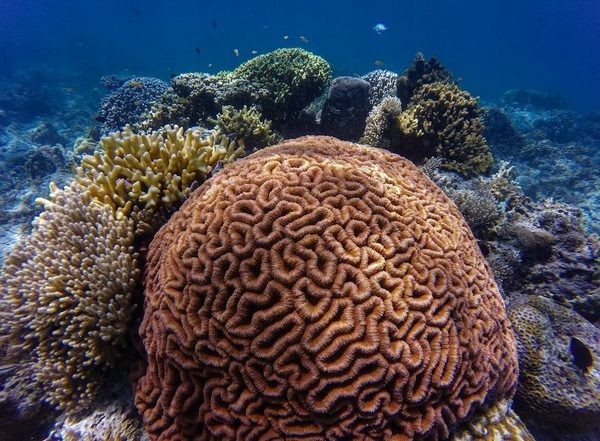 Science News | New Study Suggests There's Oxygen Loss on Coral Reefs