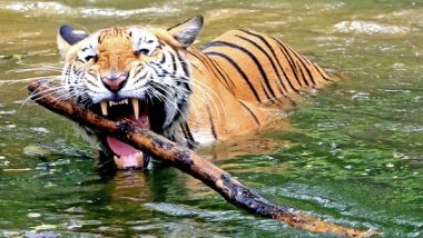 India News | Odisha: Royal Bengal Tiger Kills Villager in Sunabeda Wildlife Sanctuary