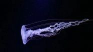 Science News | Jellyfish Size May Influence Their Nutritional Value: Study
