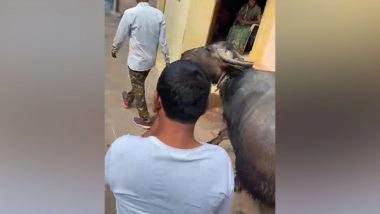 India News | MP: Gwalior Civic Body Takes Away Dairy Operator's Buffalo for Defaulting in Water Tax Payment