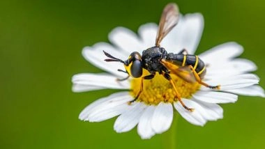 Environment News | Change in Temperature Risks Bees Prone to Pesticides: Study