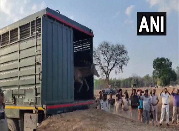India News | MP: 19 Swamp Deer Brought from Kanha National Park Released in Bandhavgarh Tiger Reserve