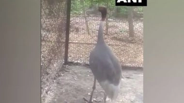 India News | UP Man's Sarus Crane 'friend' Reaches Kanpur Zoo, Quarantined