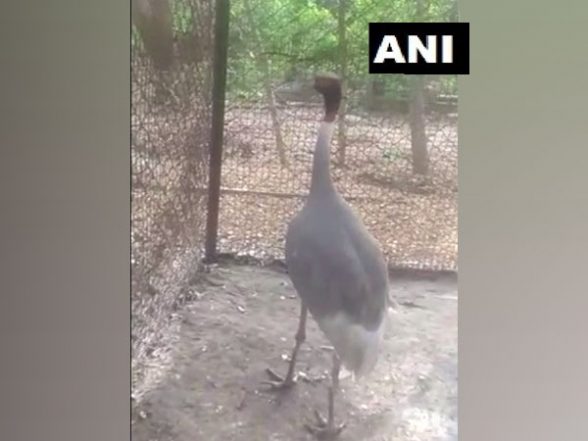India News | UP Man's Sarus Crane 'friend' Reaches Kanpur Zoo, Quarantined - Vimarsana News