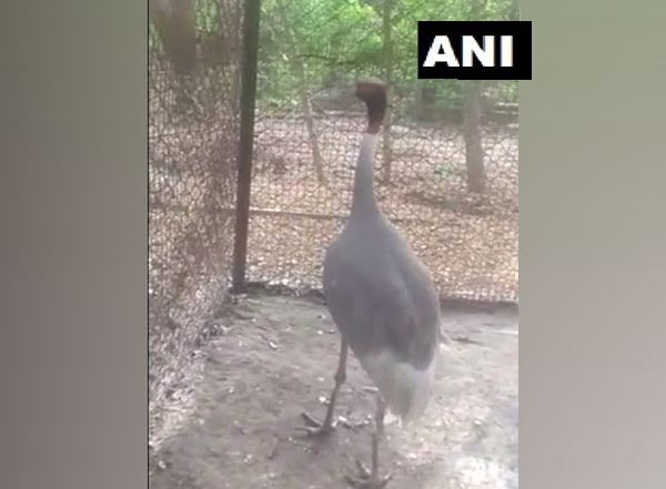 India News | UP Man's Sarus Crane 'friend' Reaches Kanpur Zoo, Quarantined