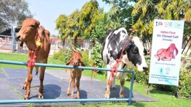 India News | India's First Cloned Desi Gir Female Calf Ganga Produced at NDRI, Karnal