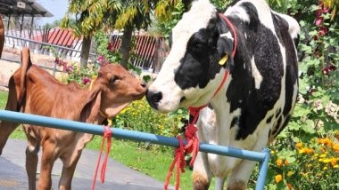 India News | Haryana: India's First Cloned Desi Gir Female Calf, Ganga Produced at NDRI