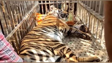 India News | Chhattisgarh: Forest Department Rescues Injured Tiger