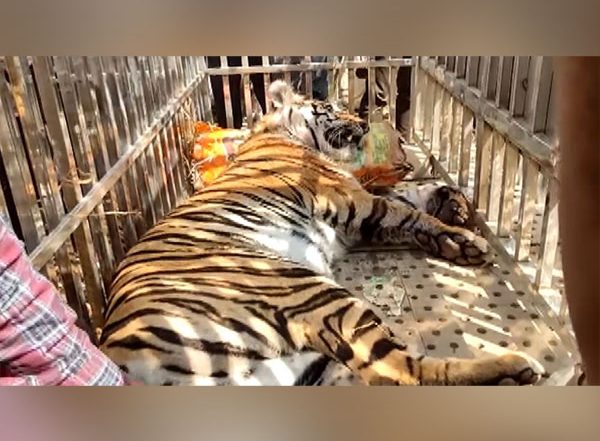India News | Chhattisgarh: Forest Department Rescues Injured Tiger