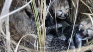 India News | Namibian Cheetah Gives Birth to Four Cubs at MP's Kuno National Park