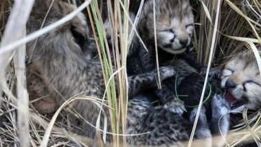India News | Namibian Cheetah Gives Birth to Four Cubs at MP's Kuno National Park