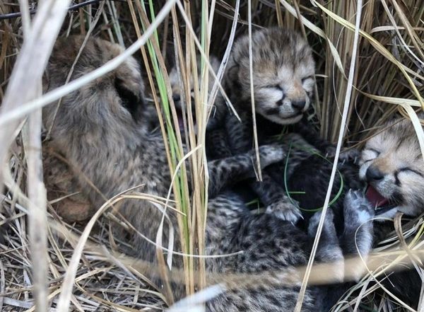 India News | Namibian Cheetah Gives Birth to Four Cubs at MP's Kuno National Park