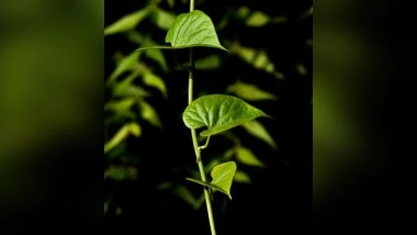 Science News | Researchers Find Ways to Help Plants Grow with Low Phosphorus Levels