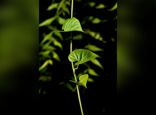 Science News | Researchers Find Ways to Help Plants Grow with Low Phosphorus Levels