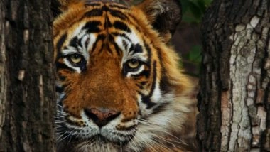 Business News | Warren Pereira's Award-winning Conservation Documentary 'Tiger 24' Available to Rent on Prime Video India