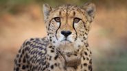 Madhya Pradesh: Female Cheetah 'Shasha' Brought From Namibia to Kuno National Park Dies of Kidney Ailment (See Pic)