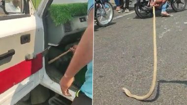 Cobra Found Inside Moving Car on Kolhapur Highway, Rescued and Released Safely; Video of Snake Goes Viral