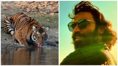 Captain Miller: Dhanush's Film in Trouble With Environmentalists, Faces Accusations of Causing Trouble to Wild Animals in Tiger Reserve