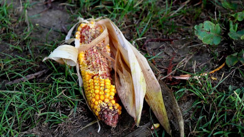 Rainfall on March 13 to 18 in India: Onset of Pre-Monsoon Showers May Lead to Crop Damage, Say Met Experts