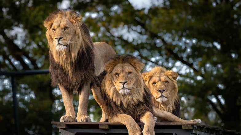 Campers Wake Up To Lions Licking Rain Water Off Their Tent Scary Video