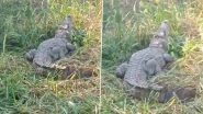 Viral Video: Crocodile Enters Village in UP&rsquo;s Lalitpur, Rescued by Forest Officials