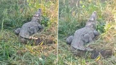 Viral Video: Crocodile Enters Village in UP’s Lalitpur, Rescued by Forest Officials