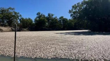 Heat Wave in Australia: Millions of Dead Fish Wash Up in New South Wales Due to Floods and Hot Weather (Watch Video)