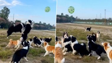 'Why Should Humans Have All the Fun': Nagaland Minister Temjen Imna Along Shares Adorable Video of Dogs Playing Catch With a Balloon