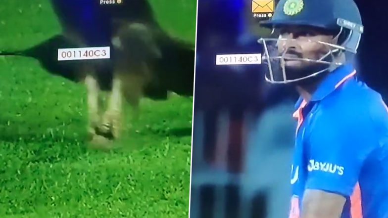 Eagle Hunts in Chepauk! Play Halted After Predatory Bird Hunts Down an Insect on Field During IND vs AUS 3rd ODI 2023 (Watch Videos)