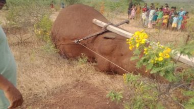Coimbatore: Male Elephant Electrocuted to Death After Electric Pole Falls on It in Periyanaickenpalayam Forest (Watch Video)