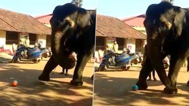 Elephant Girija Plays Football at Kateel Shri Durgaparameshwari Temple in Karnataka Village, Adorable Video Goes Viral