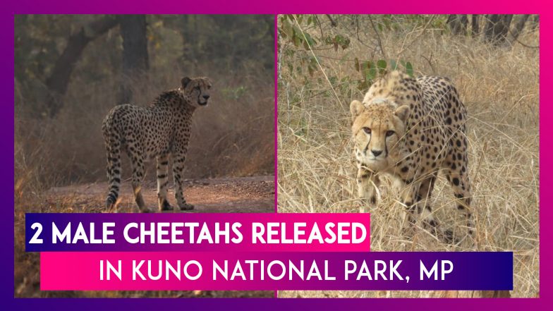 Two Male Cheetahs Released In Free-Ranging Area In Madhya Pradesh&rsquo;s Kuno National Park