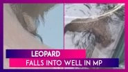 Madhya Pradesh: Leopard Falls Into 40 Feet Deep Well In Dhar District, Rescued By Forest Department