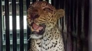 Leopard in Mumbai: Big Cat Trapped by Forest Department After Complaints of Sightings in Malad (See Pic)