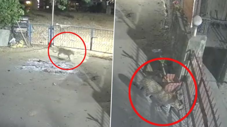 Leopard Spotted in Mumbai: Big Cat Seen Roaming in Residential Area in Andheri's Marol, Video Goes Viral