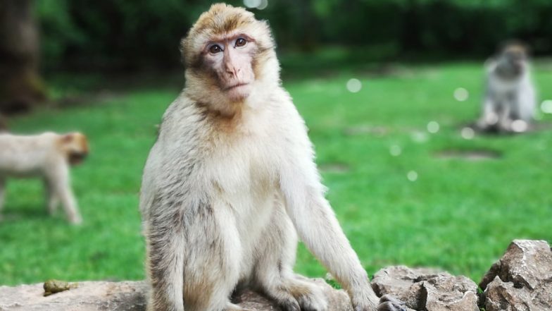 Maharashtra: Villagers Bid Farewell to Beloved Monkey, Organise Traditional Funeral in Malegaon