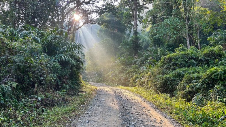 Arunachal Pradesh: Sighting of Tiger Helps Detect Illegal Timber Depots Inside Namdapha National Park