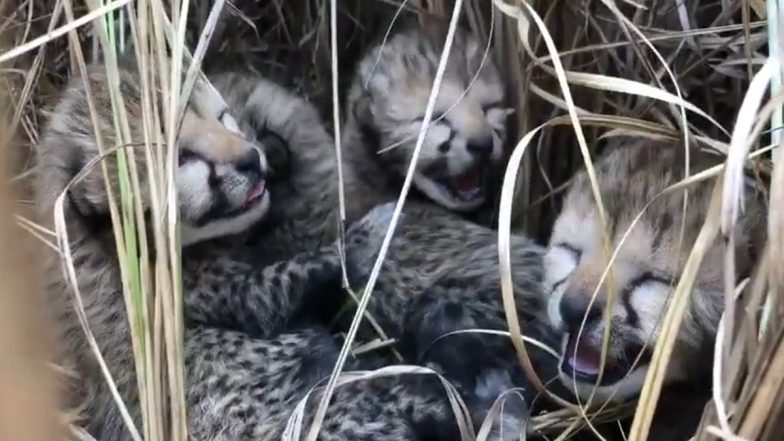 Good News for Indian Wildlife: Namibian Cheetah Translocated to Kuno National Park in Madhya Pradesh Gives Birth to Four Cubs (Watch Video)