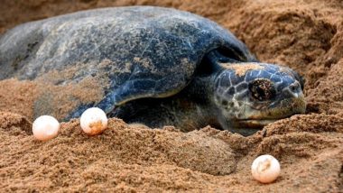Odisha: Over 3 Lakh Olive Ridley Turtles Reach Gahirmatha Beach for Mass Nesting