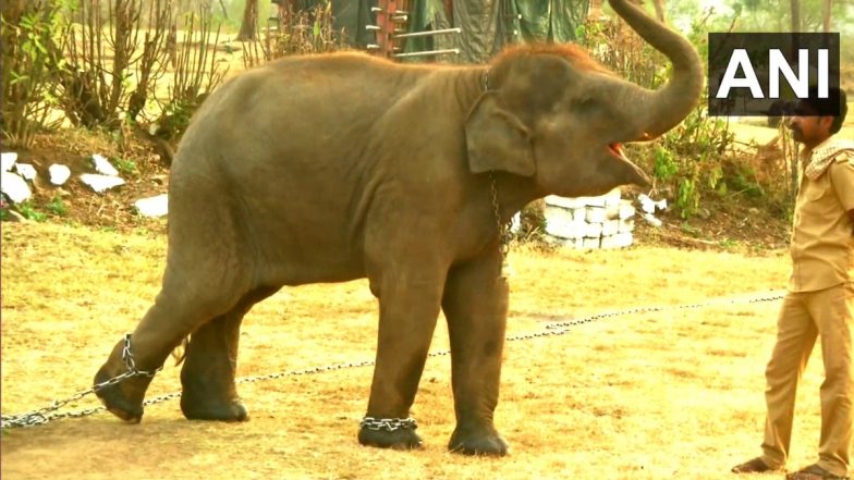 After The Elephant Whisperers Wins Big at Oscars 2023; Tourists Throng To See Baby Jumbo at Mudumalai Theppakadu Camp Featuring in Guneet Monga&rsquo;s Documentary (View Pics and Video)