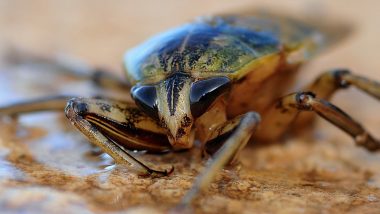 Pheromosa Cockroach: Entomologists Discover New Species of Bug in Singapore, Name It After Pokemon Character