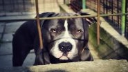Pitbull Dog Bites Man on Private Parts, Beaten To Death by Locals in Haryana's Karnal; Victim Critical